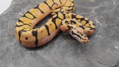 Lo que faltaba: isla australiana está infestada por serpientes venenosas y mutantes