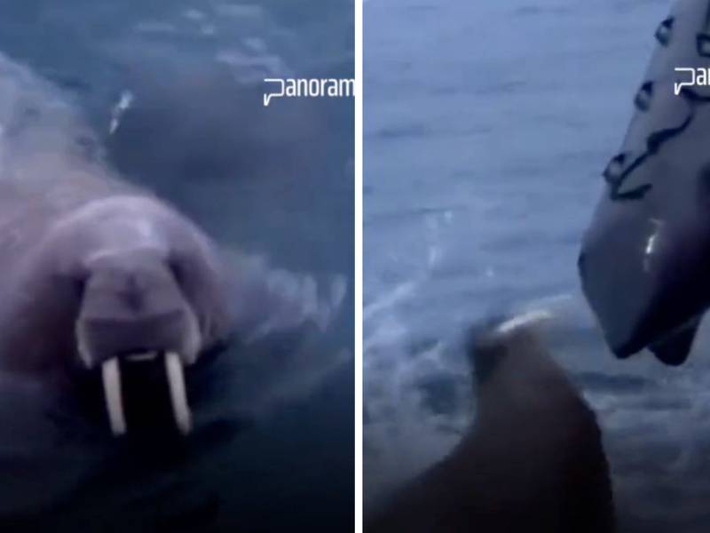Animal heroico: morsa “ucraniana” ataca barco ruso con sus enormes colmillos