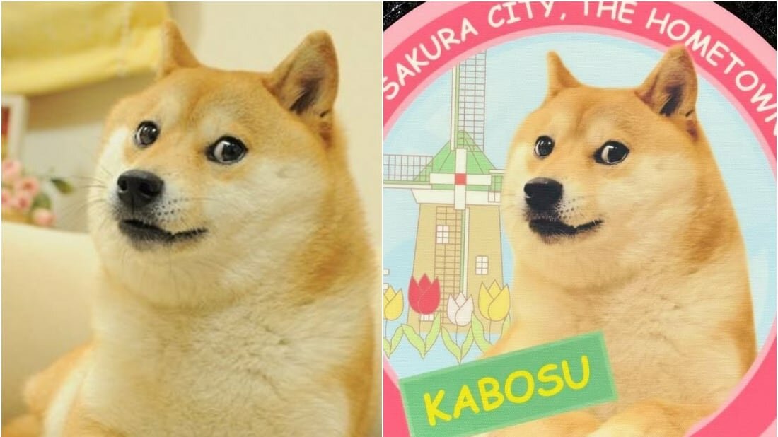 Muere Kabosu, el perrito de los memes