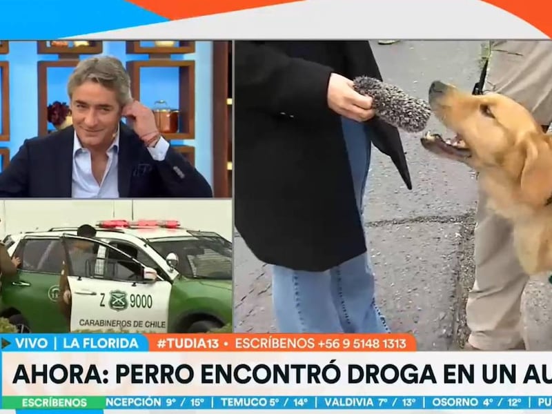 Perro de Carabineros protagoniza gracioso momento con reportera de matinal Tu día